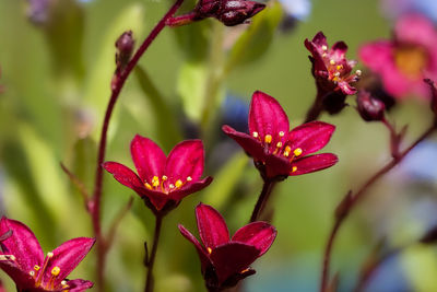 Close-up of red flowers blooming outdoors