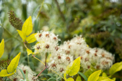 Close-up of white flowering plant on field