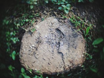 High angle view of tree stump in forest