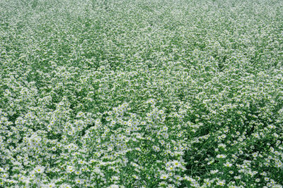 Full frame shot of flowering plants on land