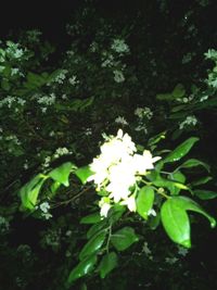 Close-up of white flowers