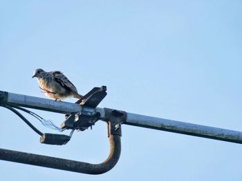 Low angle view of bird perching on cable against sky