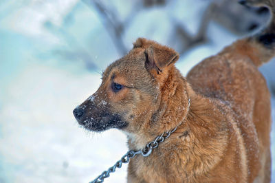 Close-up of a dog looking away