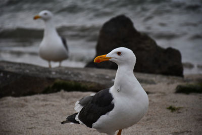 Seagull perching on a land