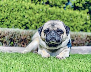 Portrait of a dog on field