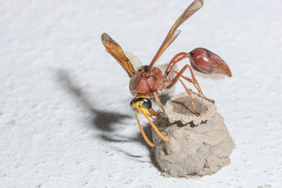 Close-up of wasp with nest on white wall
