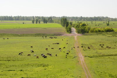 Scenic view of grassy field
