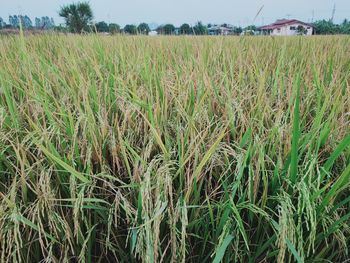 Scenic view of agricultural field against sky