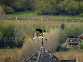 Close-up of bird against sky