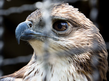 Close-up of a bird looking away