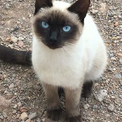 Close-up portrait of cat