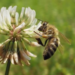 Close-up of insect on flower