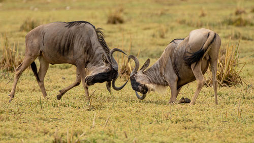 Wildbeest migration betwen serengeti and maasai mara national park