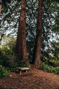 Empty bench in forest