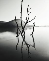 Bare tree by lake against sky