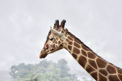 giraffe