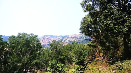 Trees in forest against clear sky