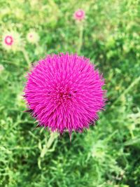 Close-up of thistle blooming on field