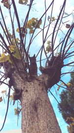 Low angle view of tree against sky