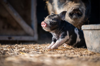 Brown, black and white piglets playing