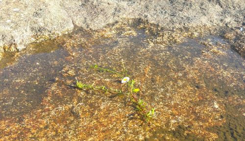 Close-up high angle view of plants
