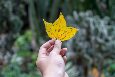 Close-up of hand holding maple leaves