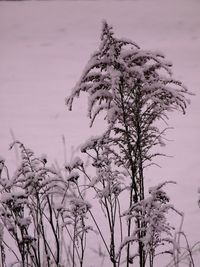 Close-up of tree against sky during winter