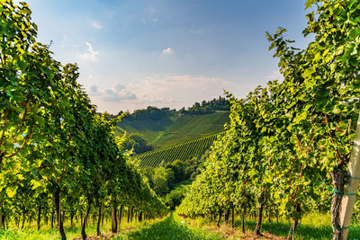 Hills of vines on vineyard in south styria region in austria