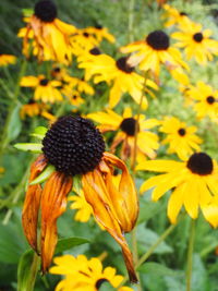 Close-up of fresh yellow flowers blooming in field