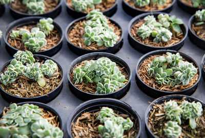 Full frame shot of potted plants