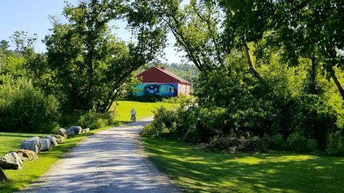 Road amidst trees and houses