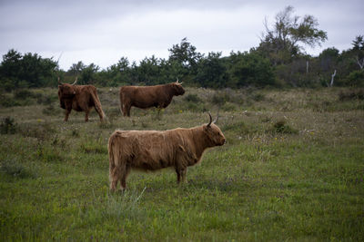 Highlanders in a field