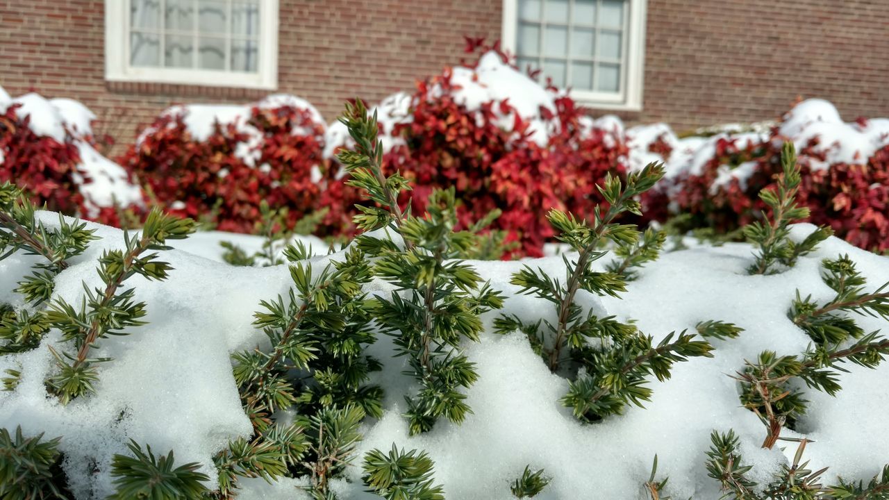 Grass in snow