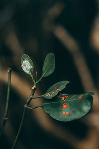 Close-up of green leaves