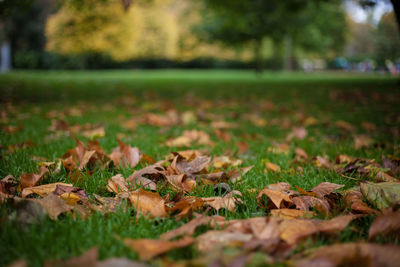 Close-up of fallen maple leaves on field