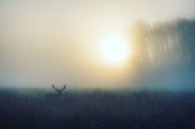 View of deer on field during sunset