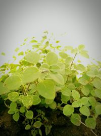 Close-up of fresh green leaves on field against sky