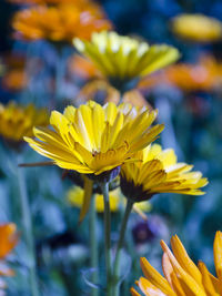 Close-up of daisy flowers