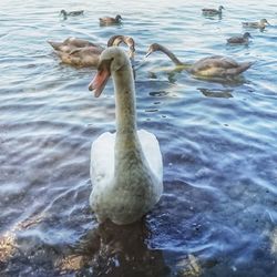 Swan swimming in lake