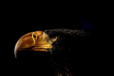 Close-up of eagle against black background