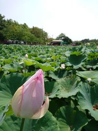 Close-up of pink lotus water lily