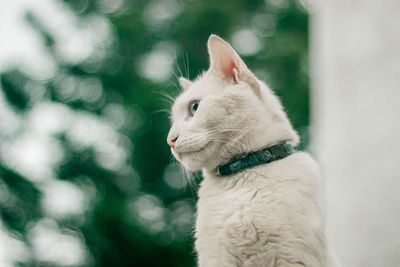 Close-up of a cat looking away