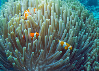 Fish swimming in sea