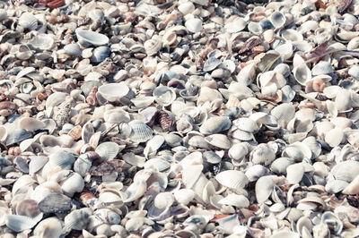 Full frame shot of pebbles