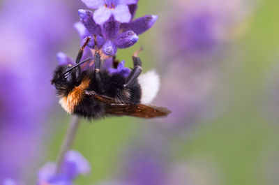 Close-up of bee pollinating on purple flower