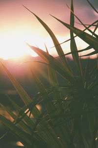 Sun shining through plants