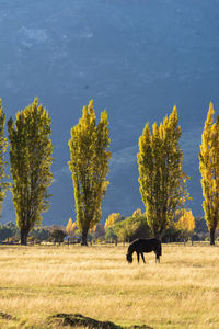 Horse grazing on field against sky during autumn