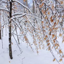 Close-up of bare tree during winter