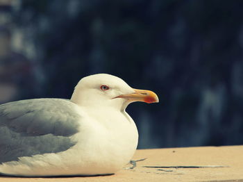 Close-up of white seagull