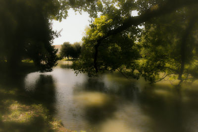 Scenic view of lake in forest